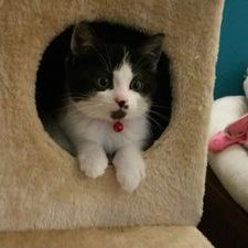 Profile Picture of Chris Baylis (@baylis_chris) on Twitter