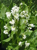 Profile Picture of Horseradish - Wikipedia, the free encyclopediaon Wikipedia