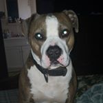 Profile Picture of Joshua Ridenour (@daddybully420) on Instagram