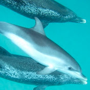 Profile Picture of L Knox (@MauiKnox) on Youtube