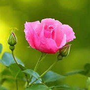 Profile Picture of Dilan Susantha Kumar (@dilan_susantha) on Twitter