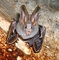 Profile Picture of Lesser false vampire baton Wikipedia