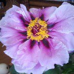 Profile Picture of aly (@marioaly) on Instagram