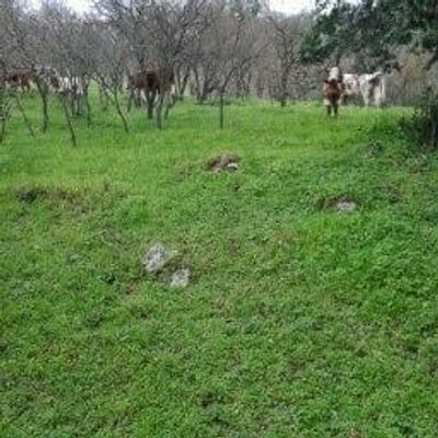 Profile Picture of Luis Fuenzalida (@fuenzalidaviera) on Twitter