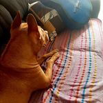 Profile Picture of Athena Pasos (@atena_uwu_) on Instagram