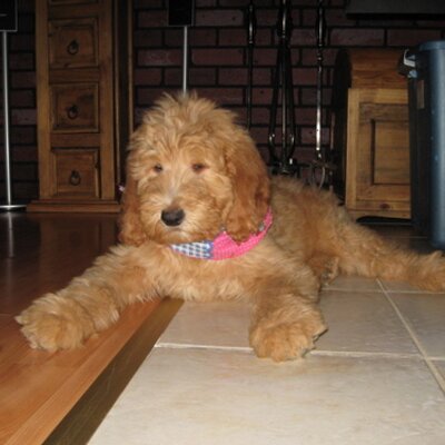 Profile Picture of Patrick Perreault (@patperro) on Twitter