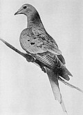 Profile Picture of Martha (passenger pigeon)on Wikipedia