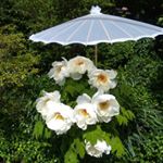 Profile Picture of christine keating (@shopolwen) on Instagram