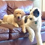 Profile Picture of Ruby & Chance (@secondchanceruby) on Instagram