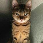 Profile Picture of kang -_-_GAOK (@kang_gaok_) on Instagram