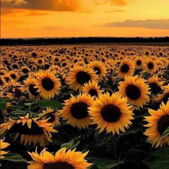 Medora Vicars - Poshmark Profile Picture of Medora Vicars (@medora_vicars) on Poshmark