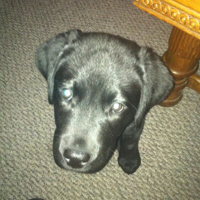 Profile Picture of Dave Pardew (@dpardew13) on Twitter