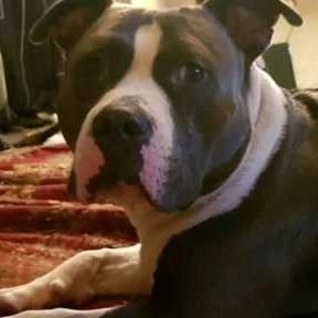 Profile Picture of David Pacheco (@Chico2756) on Twitter