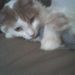 Profile Picture of Amanda Souders (@amanda7962) on Pinterest