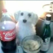 Profile Picture of Aaron Caro (@aaroncaro2308) on Youtube