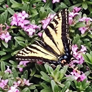 Profile Picture of Robin Magorty (@robinmagorty) on Instagram