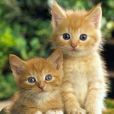 Profile Picture of Fiza Fatima (@FizaFat46594105) on Twitter