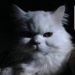 Profile Picture of Samuel Guillermo Urena (@colorsof.eden) on Instagram