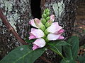 Profile Picture of Chelone glabraon Wikipedia