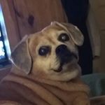 Profile Picture of Kathy Shank (@kathy_and_lulu) on Instagram