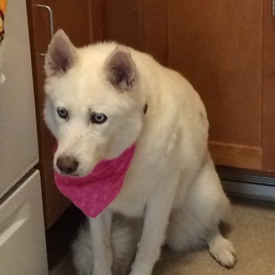 Profile Picture of Michelle J Lamy (@michelle_lamy) on Twitter