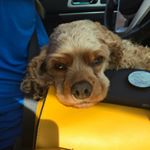 Profile Picture of Isaac Collins (@collins_the_beast) on Instagram