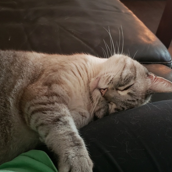 Profile Picture of Lara Garman (@laragarman) on Poshmark