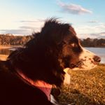 Profile Picture of Blake the Border Collie (@blake_the_borker_collie) on Instagram