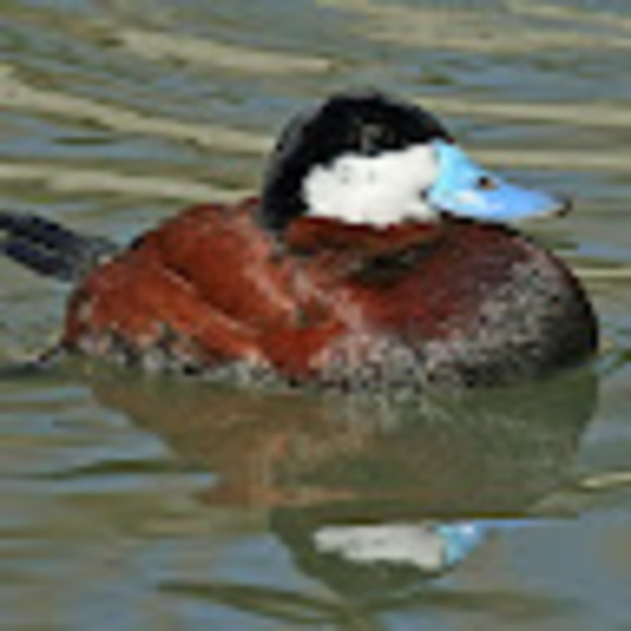 Christian Nebiolo - Poshmark Profile Picture of Christian Nebiolo (@cnebiolo) on Poshmark