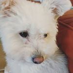 Profile Picture of Lily Chong (@good.gal.lily) on Instagram