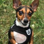 Profile Picture of Sam 🐶 (@samouchlechien) on Instagram