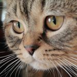 Profile Picture of FRANKEL (@frankelkimbe) on Instagram