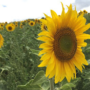 Profile Picture of Kim Do (@kimdo1729) on Youtube