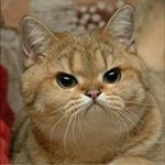 Lenin Castillo - Instagram Profile Picture of Lenin Castillo (@castillo_lenin) on Instagram