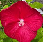 Profile Picture of Doris Fregeau (@doris.fregeau.1) on Facebook