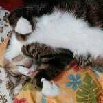 Profile Picture of Antonia Hansen (@antonia_hansen) on Instagram