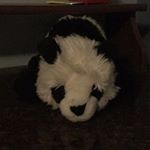 Profile Picture of Thomas patterson (@totally_thomas_2) on Instagram