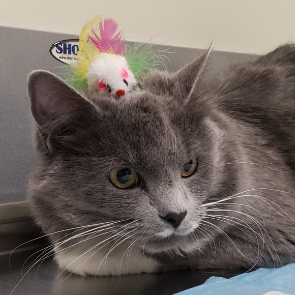 Profile Picture of Alexandra Salomon (@devilfemme) on Poshmark