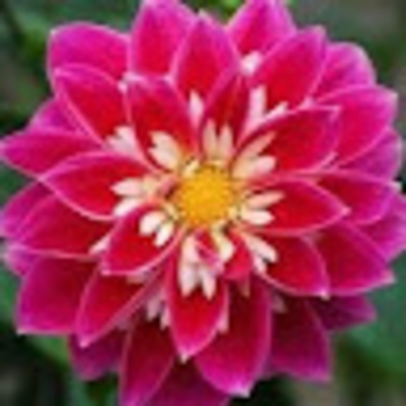 Profile Picture of Rhiannon Diederichs (@rdiederichs) on Poshmark