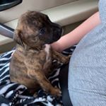 Profile Picture of swayze jo ❤️ (@apupnamedswayze) on Instagram