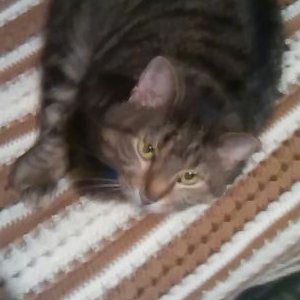 Profile Picture of Joe Greenleaf (@JoeGreenleaf2) on Twitter