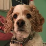 Profile Picture of Ginger The Dog (@ginger.mackel) on Instagram