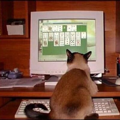 Profile Picture of Tamara McCullough (@siteforinfo) on Twitter