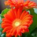Profile Picture of Bokinala Kiranmai (@bokinala.kiranmai.3) on Facebook