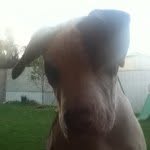 Profile Picture of Daniella (@daniella_colangelo) on Instagram