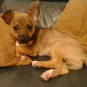 Profile Picture of Melanie Kiernan (@melk8877) on Youtube