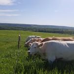 Profile Picture of Tyler Coburn (@coburnfarmscanada_tyler) on Instagram