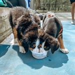 Profile Picture of Adventures of Chuck & Murphy🐾 (@chuckandmurphadventures) on Instagram