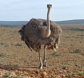 Profile Picture of Struthioniformeson Wikipedia