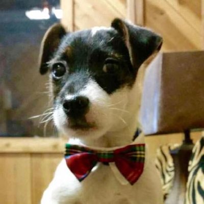 Profile Picture of John Sherrel (@JohnSherrel) on Twitter